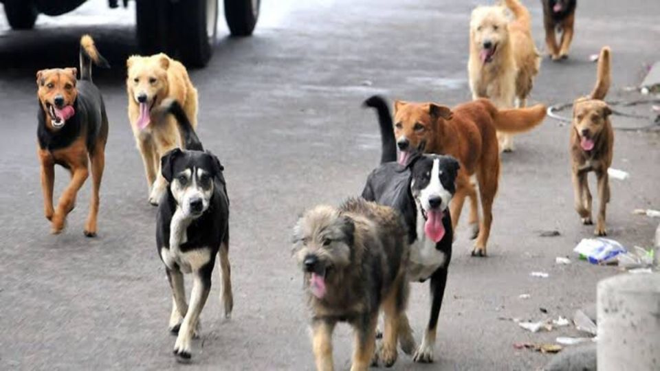 Con este programa se llevarán a cabo operativos de inspección en tianguis y mercados para evitar que exista la oferta de animales como regalos. FOTO: ESPECIAL
