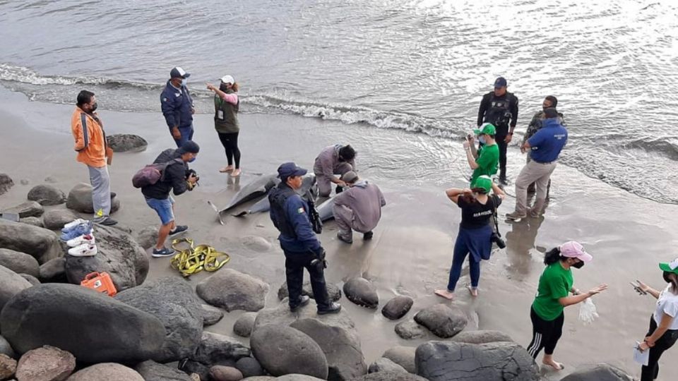 Los cetáceos pudieron haberse desorientado debido a los drásticos cambios en las corrientes Foto: Especial