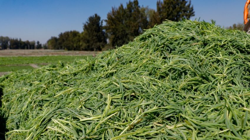 Lista la producción de romeritos para atender la demanda por platillos típicos de Navidad