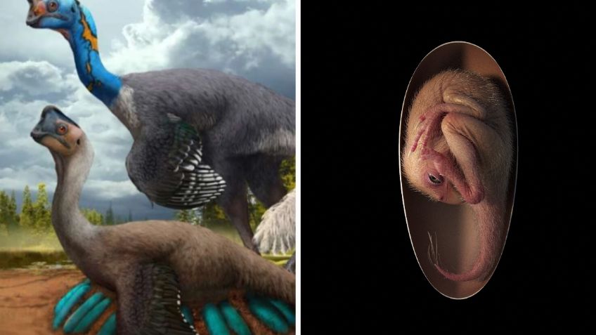 Descubren embrión de dinosaurio perfectamente preservado que se preparaba para nacer