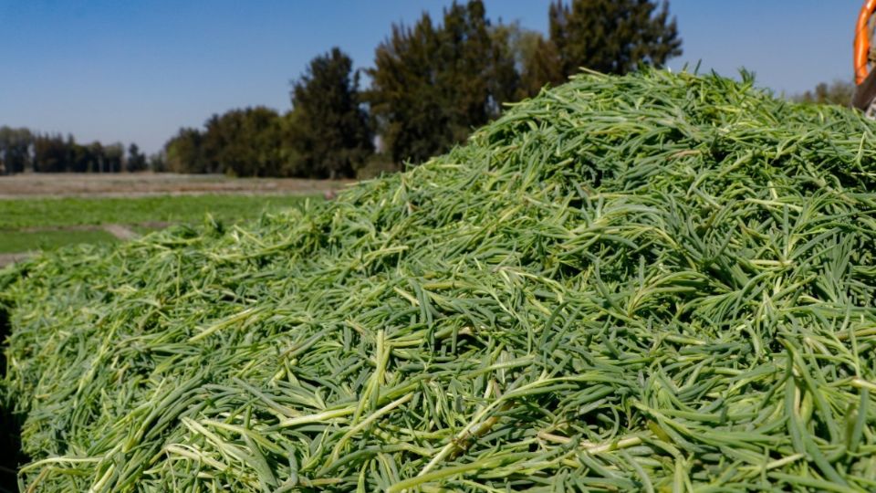 El ciclo de cultivo inicia entre el 15 y el 25 de octubre y es recolectado para su consumo durante la temporada navideña Foto: Especial