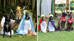 ¡Suave Navidad! Perritos protagonizan tierna pastorela en Veracruz | FOTOS