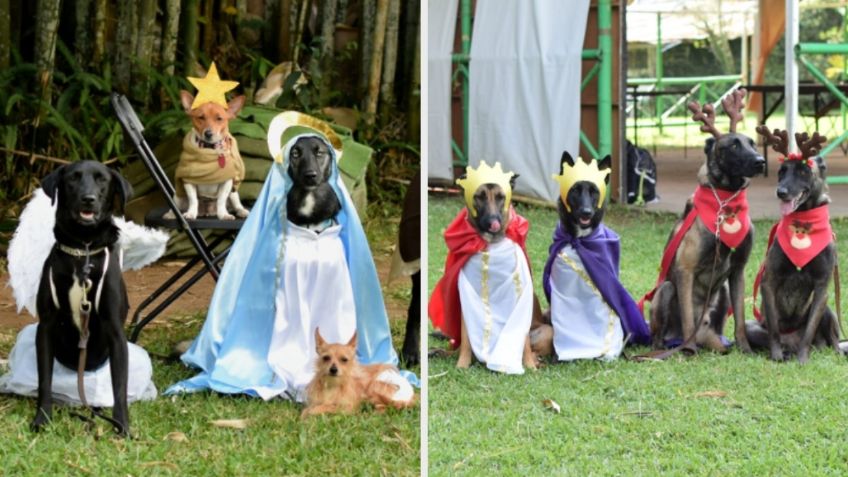 ¡Suave Navidad! Perritos protagonizan tierna pastorela en Veracruz | FOTOS