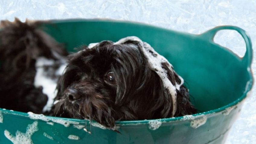 ¿Cada cuánto se baña al perro?