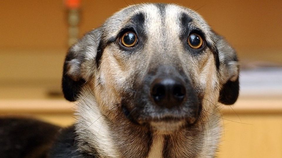 Los perritos son de las mascotas màs afectadas con la quema de fuegos artificales. Foto: Especial