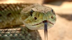 ¡OUCH! Cantante es MORDIDA por serpiente durante grabación de VIDEO musical