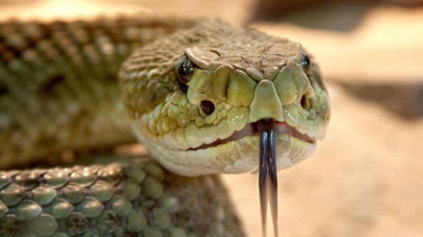 ¡OUCH! Cantante es MORDIDA por serpiente durante grabación de VIDEO musical