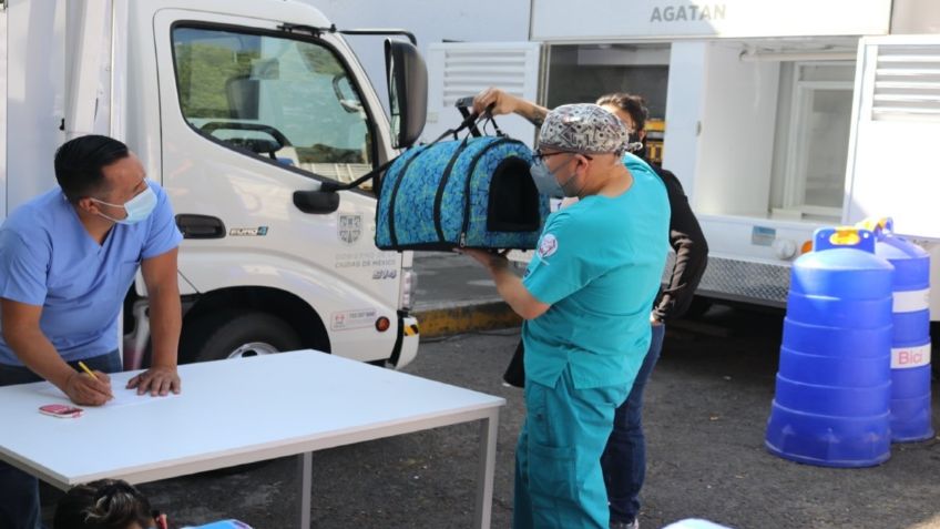 Realizan más de 20 mil esterilizaciones a animales de compañía en la CDMX