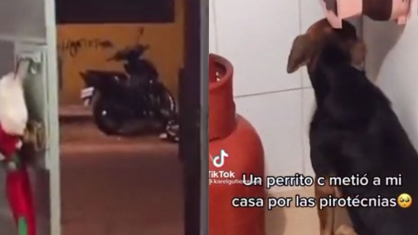 Perrito callejero huye de pirotecnia en Navidad y se esconde dentro de una casa | VIDEO