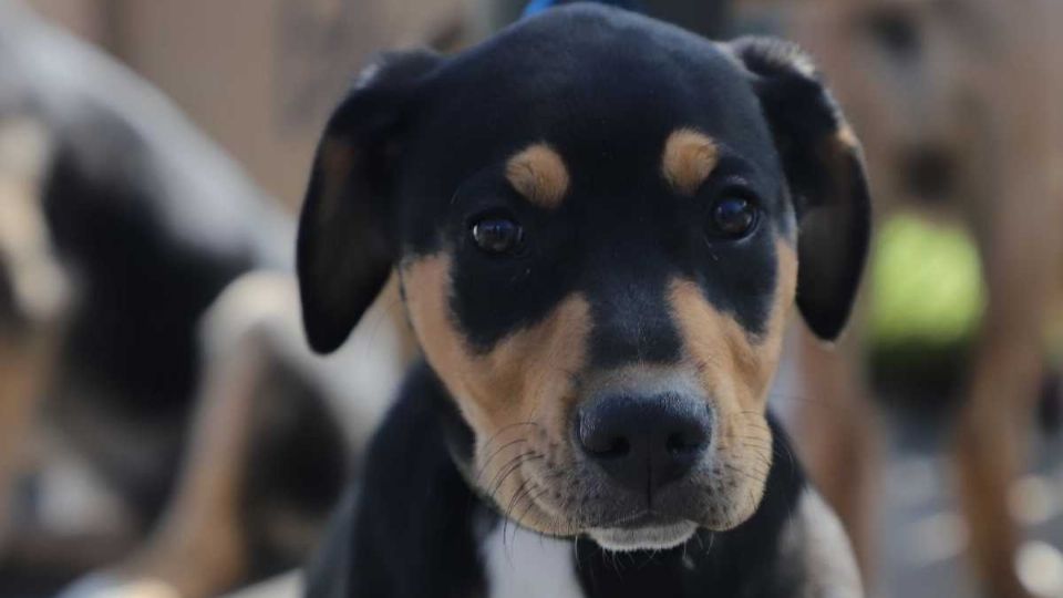 Se ofrecieron varias mascotas en adopción