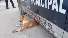 ¡Terrible! Perrito pierde ojo tras ser atacado con pirotecnia en Ecatepec: VIDEO