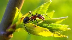 Tips: así puedes eliminar las hormigas podadoras de los árboles de tu hogar