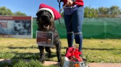 Metro CDMX: Estos son los lindos perros que serán ayudantes de los Reyes Magos