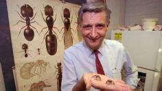 Muere a los 92 años Edward O. Wilson, considerado como el heredero de Charles Darwin