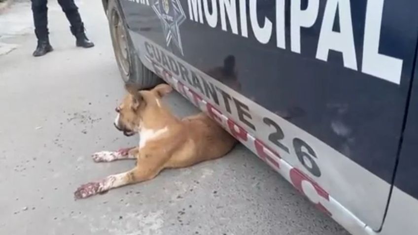 ¡Terrible! Perrito pierde ojo tras ser atacado con pirotecnia en Ecatepec: VIDEO