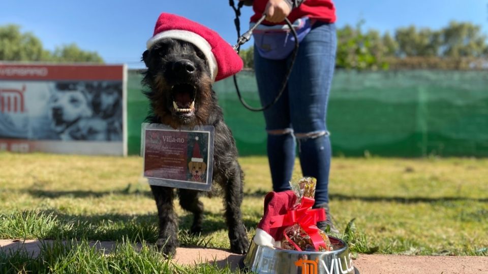 Los menores que opten por esta manera de enviar la carta recibirán una foto del perro que fue encargado de llevarla a los Reyes (Foto: Metro CDMX)