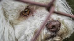 ¡Qué CRUEL! No le importó el LLANTO de su perrito y lo abandonó en plena calle en Navidad | VIDEO