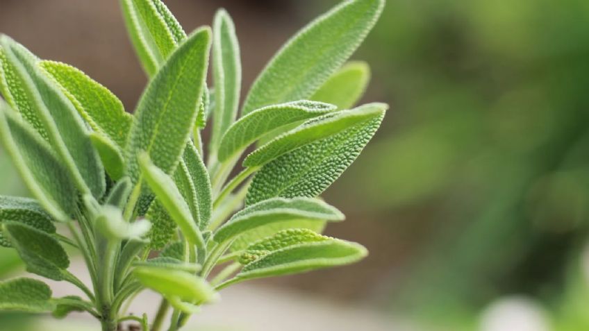 ¿Moscas en la casa? Estas plantas las alejarán de tu hogar para siempre