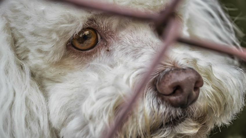 ¡Qué CRUEL! No le importó el LLANTO de su perrito y lo abandonó en plena calle en Navidad | VIDEO