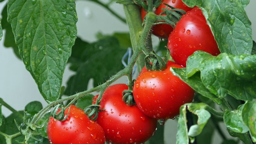 Tomate: 5 propiedades de este fruto para mejorar la vista y la piel