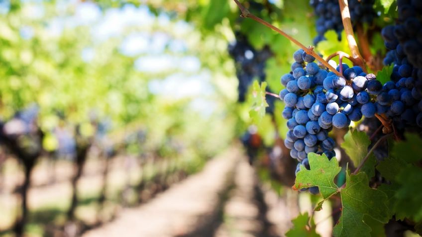 Año Nuevo: ¿Cuál es el origen de la tradición de comer 12 uvas?