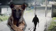 Hombre dispara a un perro a quemarropa con un rifle en el Edomex; el dueño pide justicia