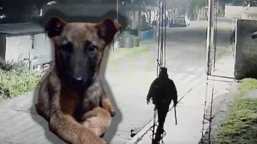 Hombre dispara a un perro a quemarropa con un rifle en el Edomex; el dueño pide justicia