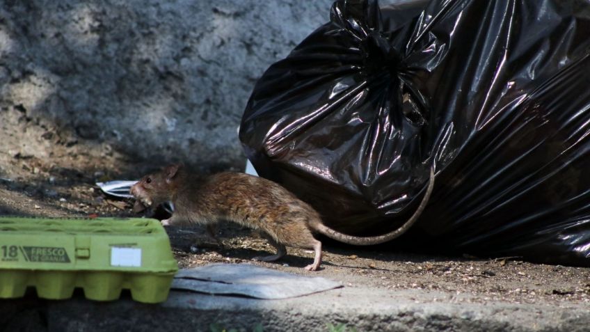 Captan supuesta rata gigante en calles de Nueva York; se viraliza en Tik Tok | VIDEO