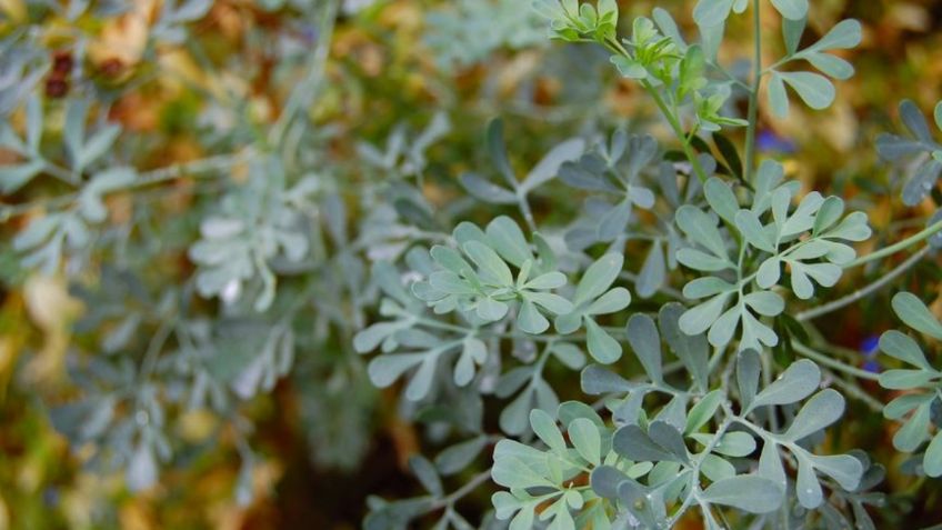 Cultiva ruda en tu jardín y terminarás con esta lista de problemas