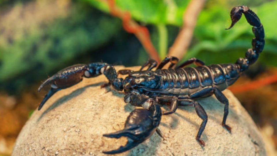 Muere niño de dos años tras ser picado por un alacrán en su casa. Foto: iStock