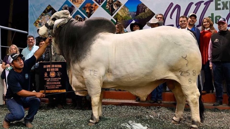 Se espera que este evento haya dejado una gran derrama económica en el estado Foto: The Brahman Journal