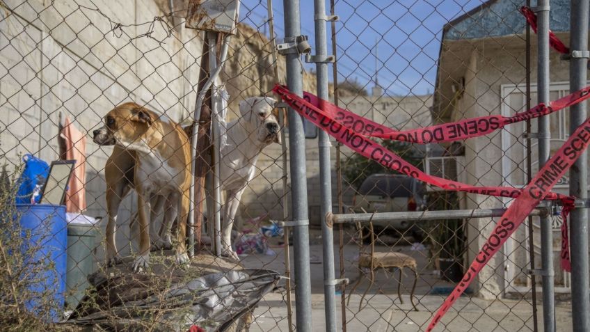 Mascotas quedan atrapadas en casa tras asesinato de sus dueños: FOTOS