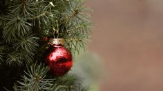 Cultiva un abeto plateado y tendrás un árbol de Navidad natural: cómo hacerlo