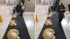 Metro en Turquía permite a perritos callejeros dormir en las instalaciones durante el invierno | VIDEO