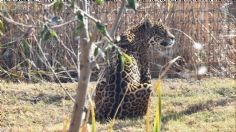 Edomex: Inauguran santuario de jaguares en Oxtotipac, Otumba