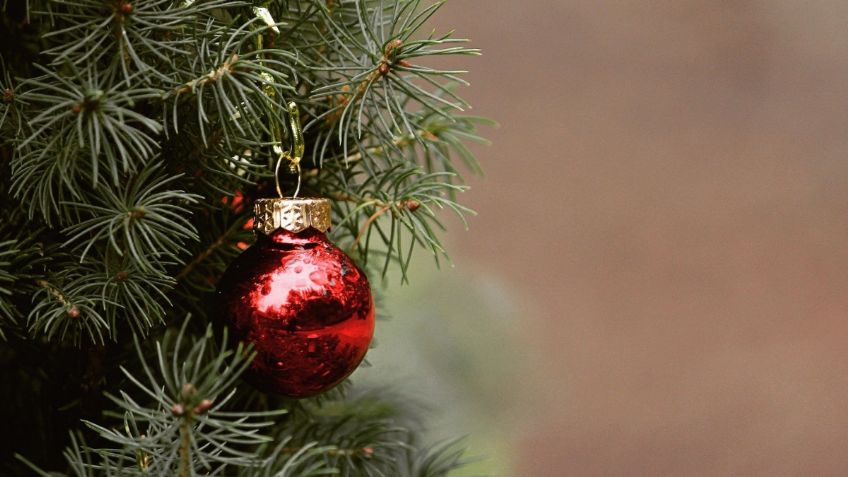 Cultiva un abeto plateado y tendrás un árbol de Navidad natural: cómo hacerlo