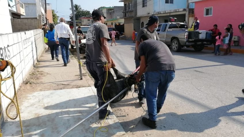 Animales salvajes ponen en alerta a Tamaulipas; fueron rescatados por las autoridades  | VIDEO