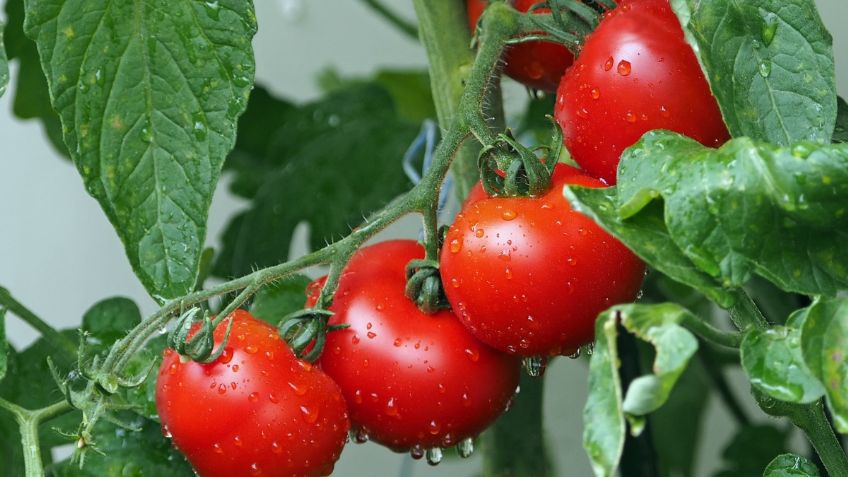 Ven riesgo en alimentos por pérdida de cultivos