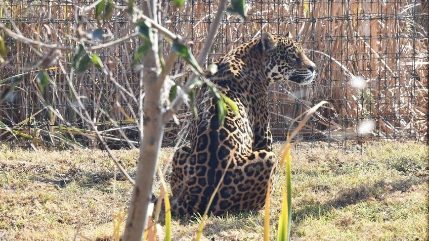 Edomex: Inauguran santuario de jaguares en Oxtotipac, Otumba