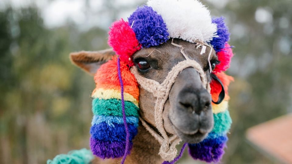 Los concursos de camellos son muy comunes en la región del Golfo Pérsico. Foto: Pexels