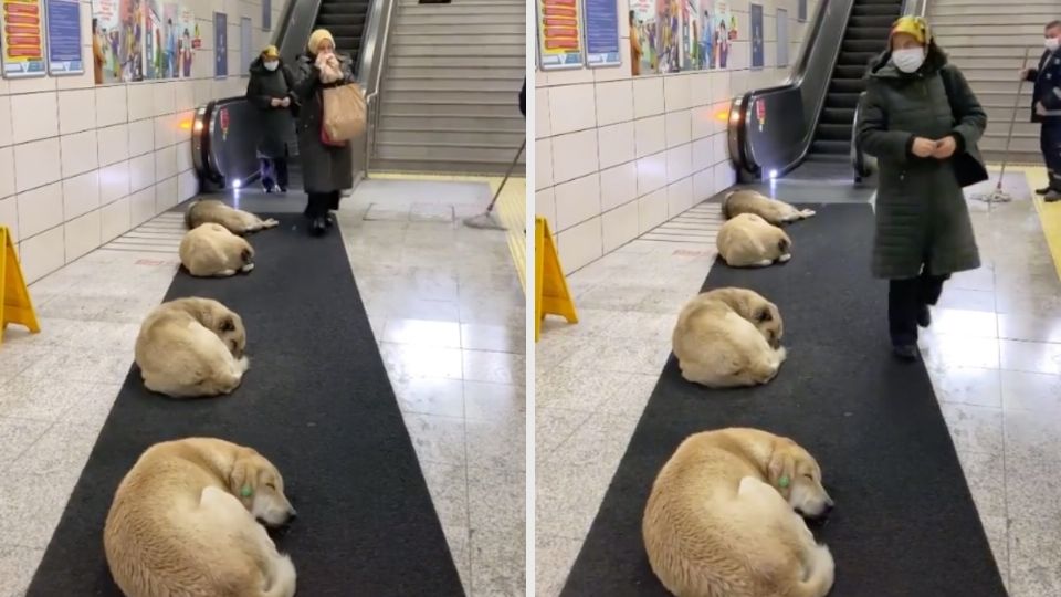 Los perritos sin hogar descansan en las instalaciones del metro durante el invierno. Foto: Especial