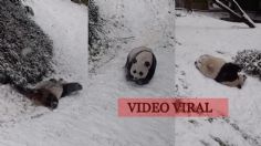 VIDEO VIRAL: panda GIGANTE juegan en plena tormenta de NIEVE y el Internet se derrite