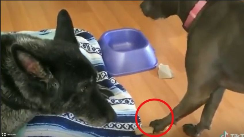 VIDEO VIRAL: ¡El robo más tierno del mundo! Perrito causa sensación al hurtar hueso estilo Misión Imposible