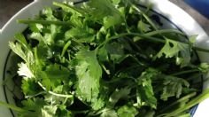 Cilantro: Beneficios a la salud de este ingrediente típico de la comida mexicana