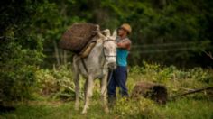 Vacunas contra Covid-19 llegarán en burro a las zonas apartadas en Colombia