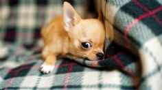 ¿Los perros chihuahua se llaman así porque son originarios de ese estado?