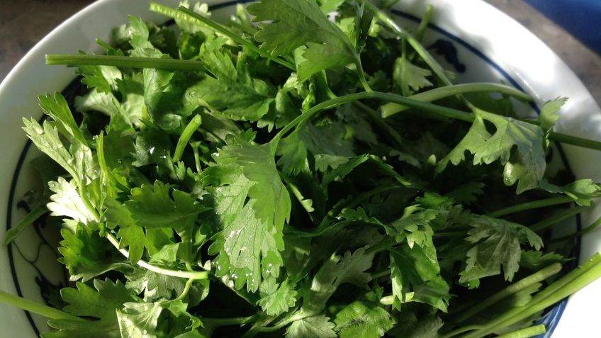 Cilantro: Beneficios a la salud de este ingrediente típico de la comida mexicana