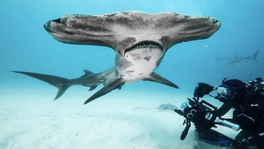 Piden clasificar al tiburón martillo como especie amenazada en Yucatán, Campeche y Tabasco