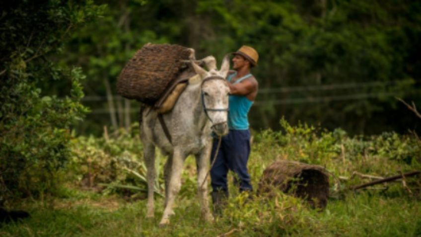 Vacunas contra Covid-19 llegarán en burro a las zonas apartadas en Colombia