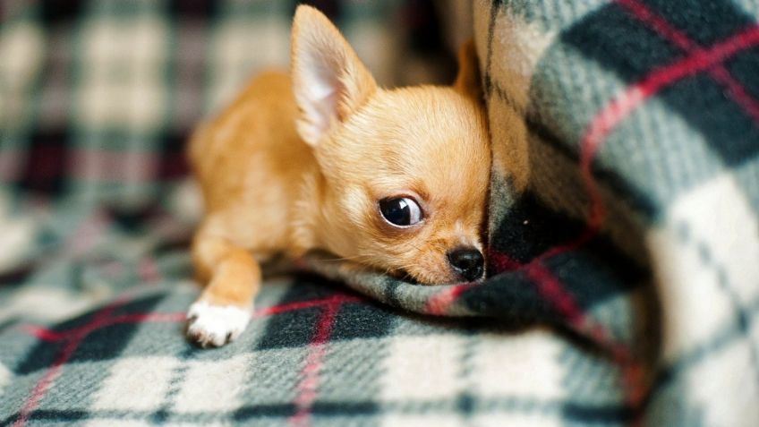 ¿Los perros chihuahua se llaman así porque son originarios de ese estado?